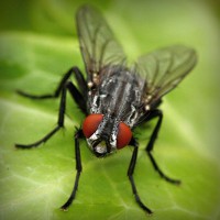 /album/poznavania-prirody/photolia-a01-jpg/