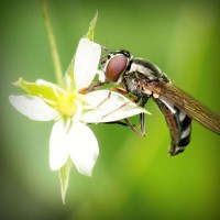 /album/poznavania-prirody/photolia-a02-jpg/