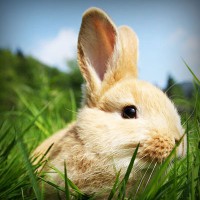 /album/poznavania-prirody/photolia-a03-jpg/