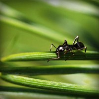 /album/poznavania-prirody/photolia-a05-jpg/