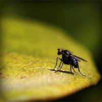 /album/poznavania-prirody/photolia-a07-jpg/