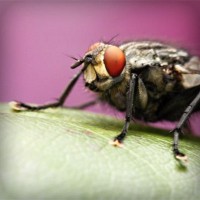 /album/poznavania-prirody/photolia-a08-jpg/